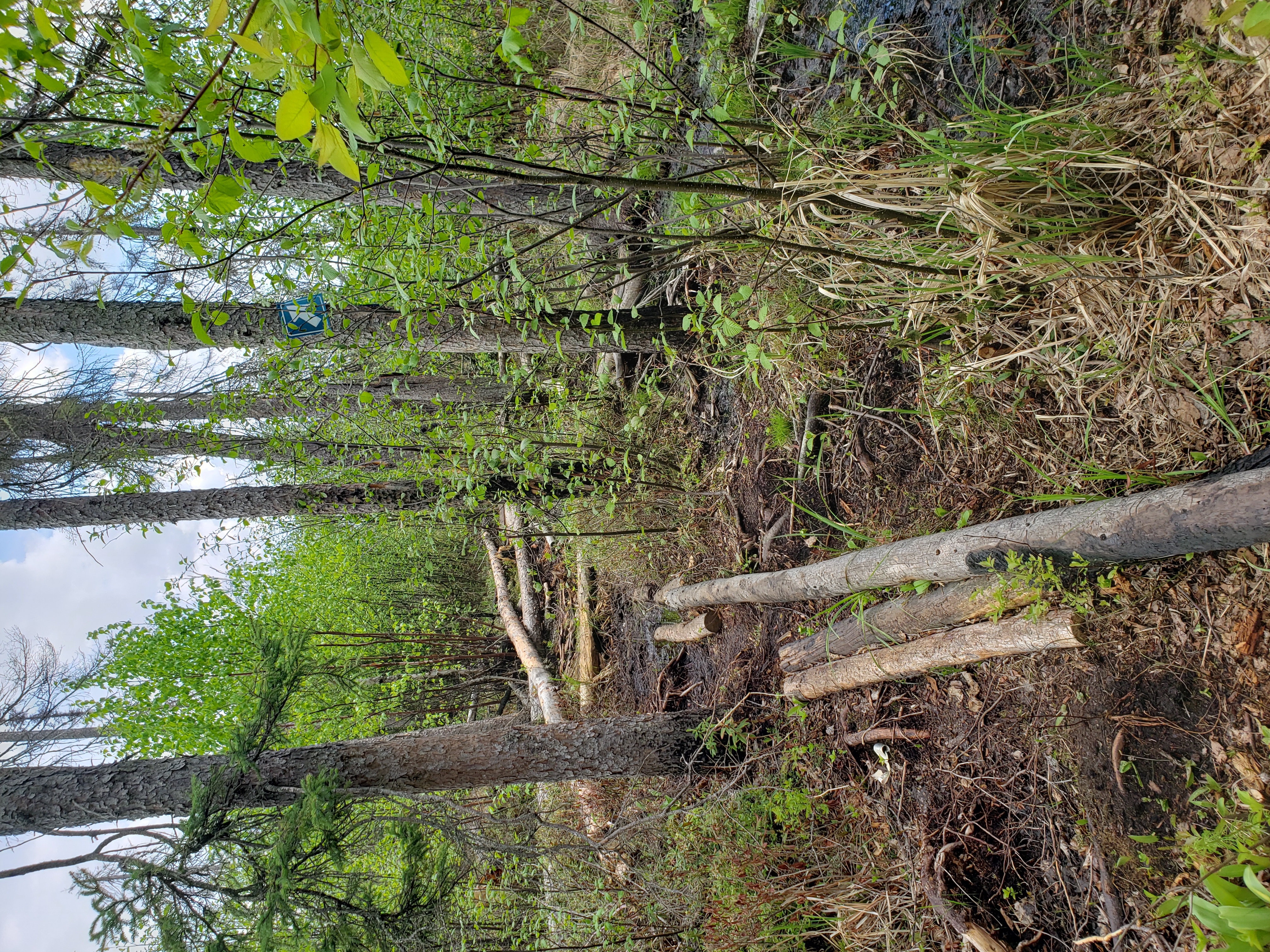 Narrow logs half-buried in bog