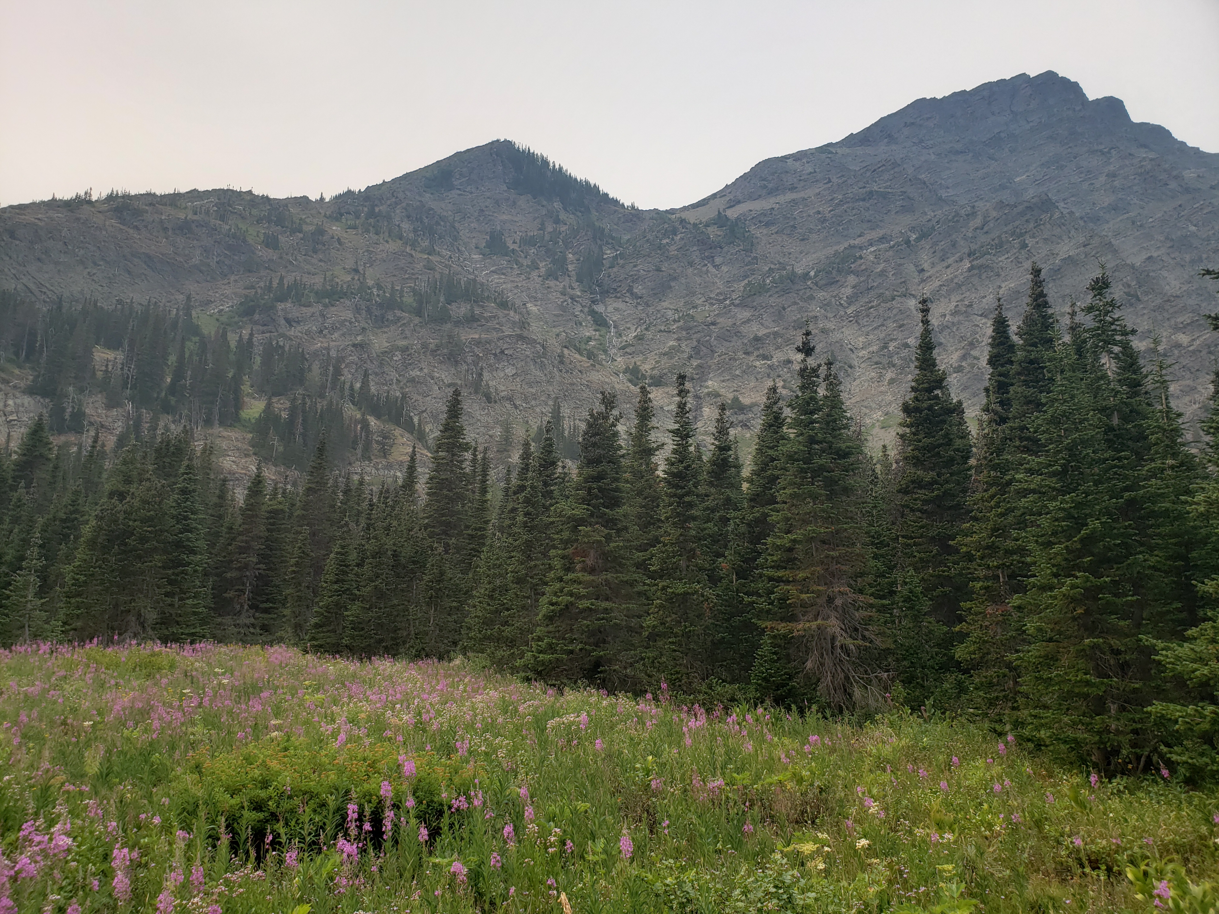 Bertha Peak in background with wildflowers and pine trees in foreground