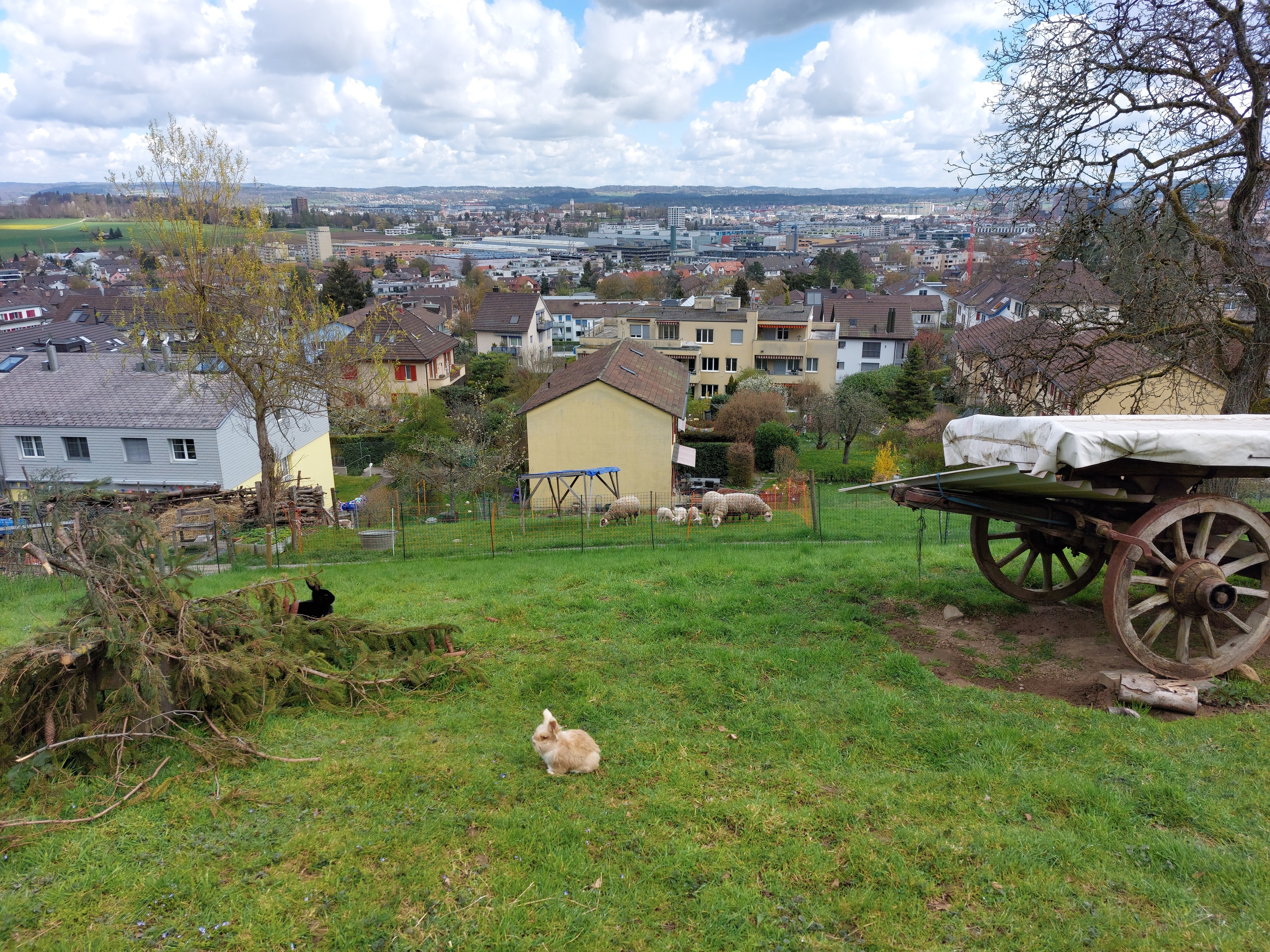 Rabbits in foreground, sheep in back, Oerlikon behind them both