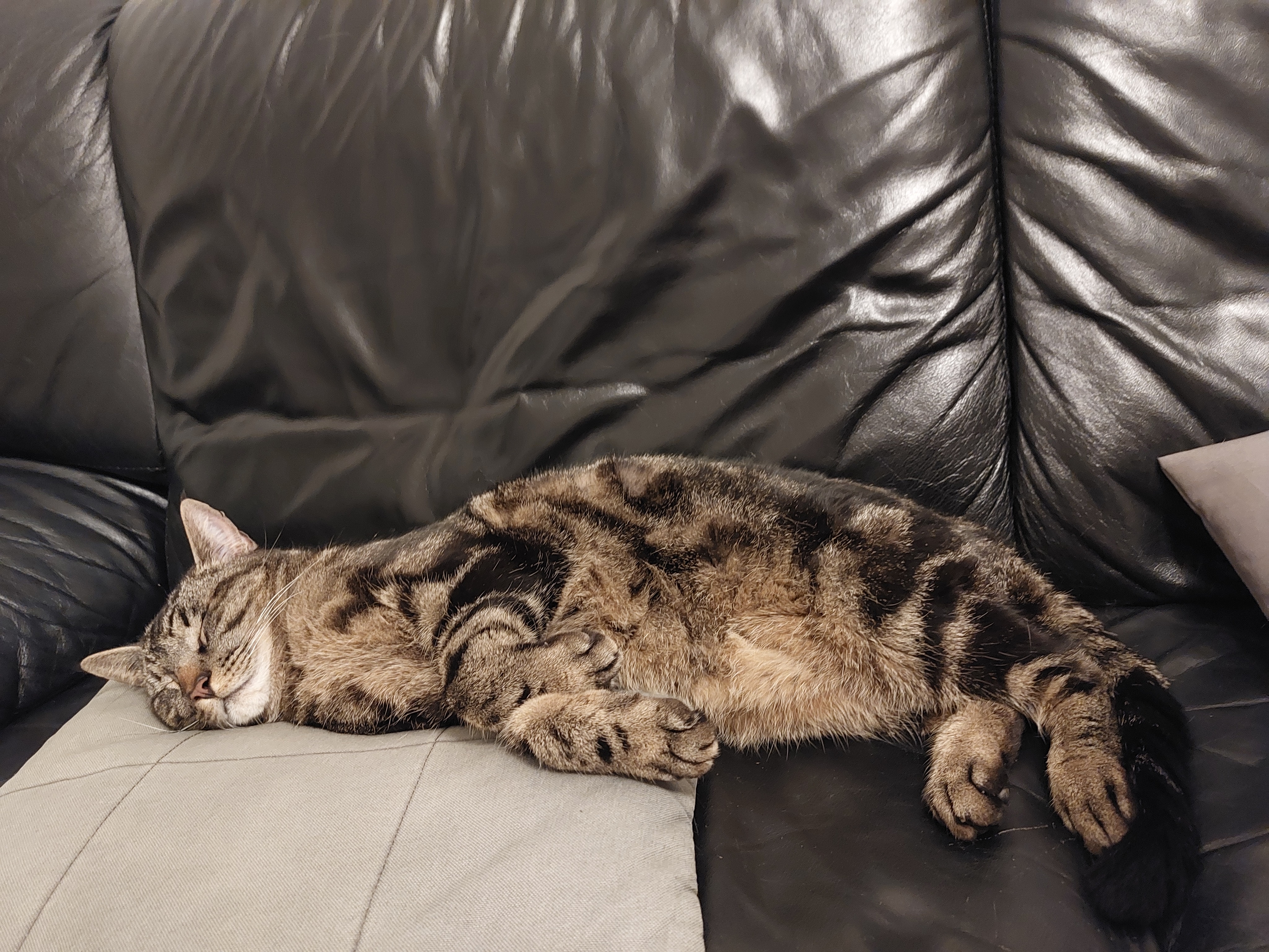 Black and grey speckled cat sleeping on sofa