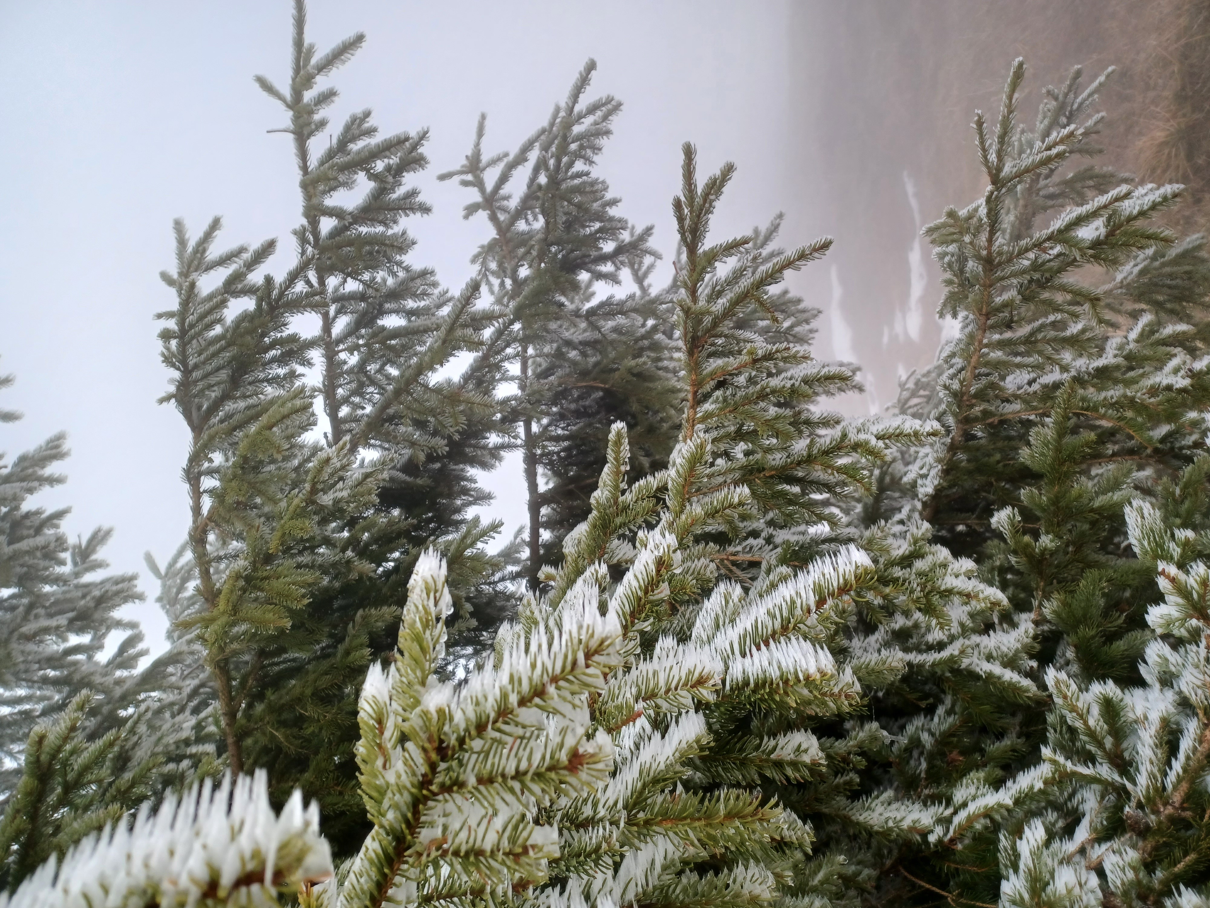 Pine tree up close with ice on the needles