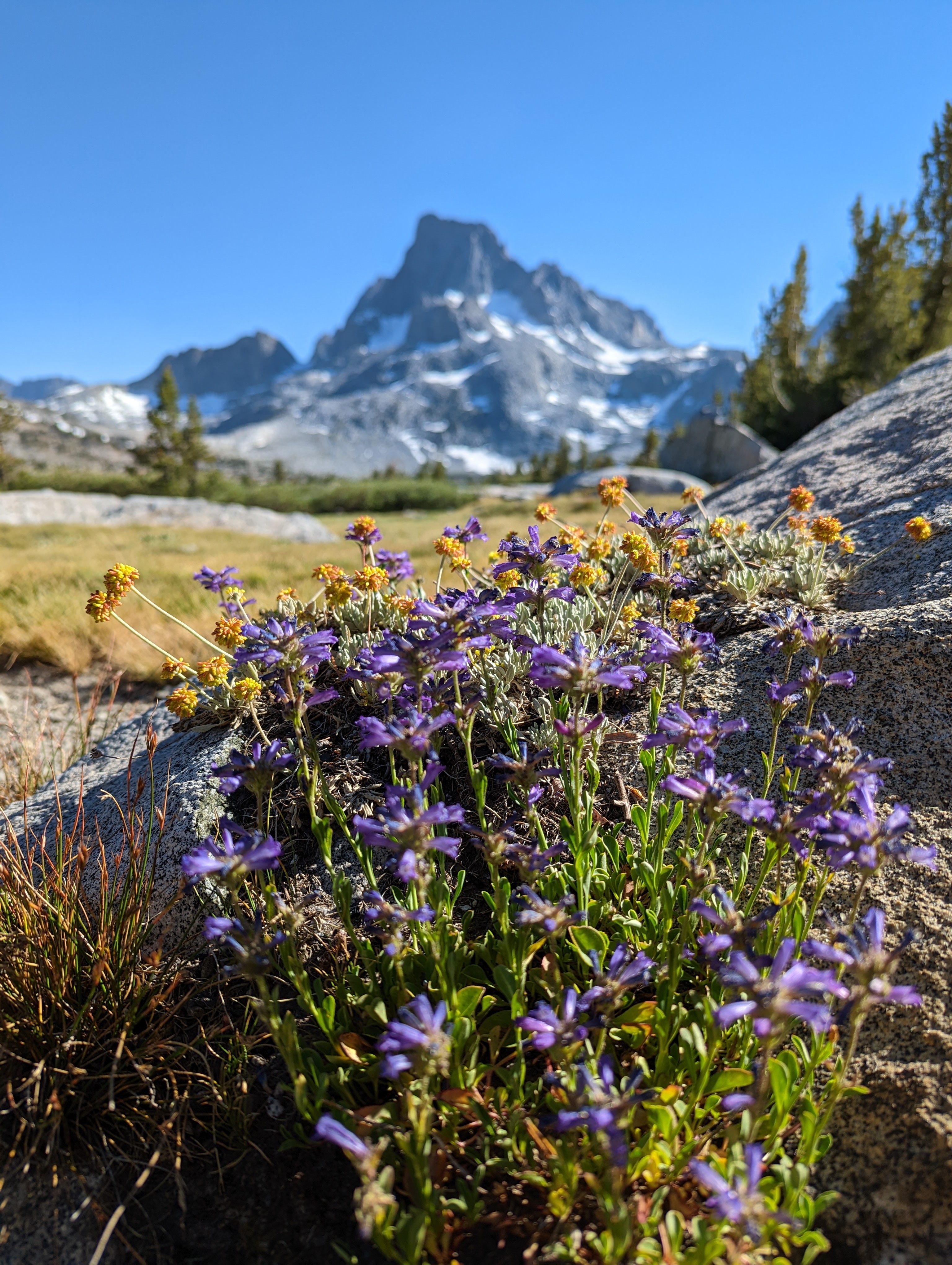 Banner Peak with flowers in foreground