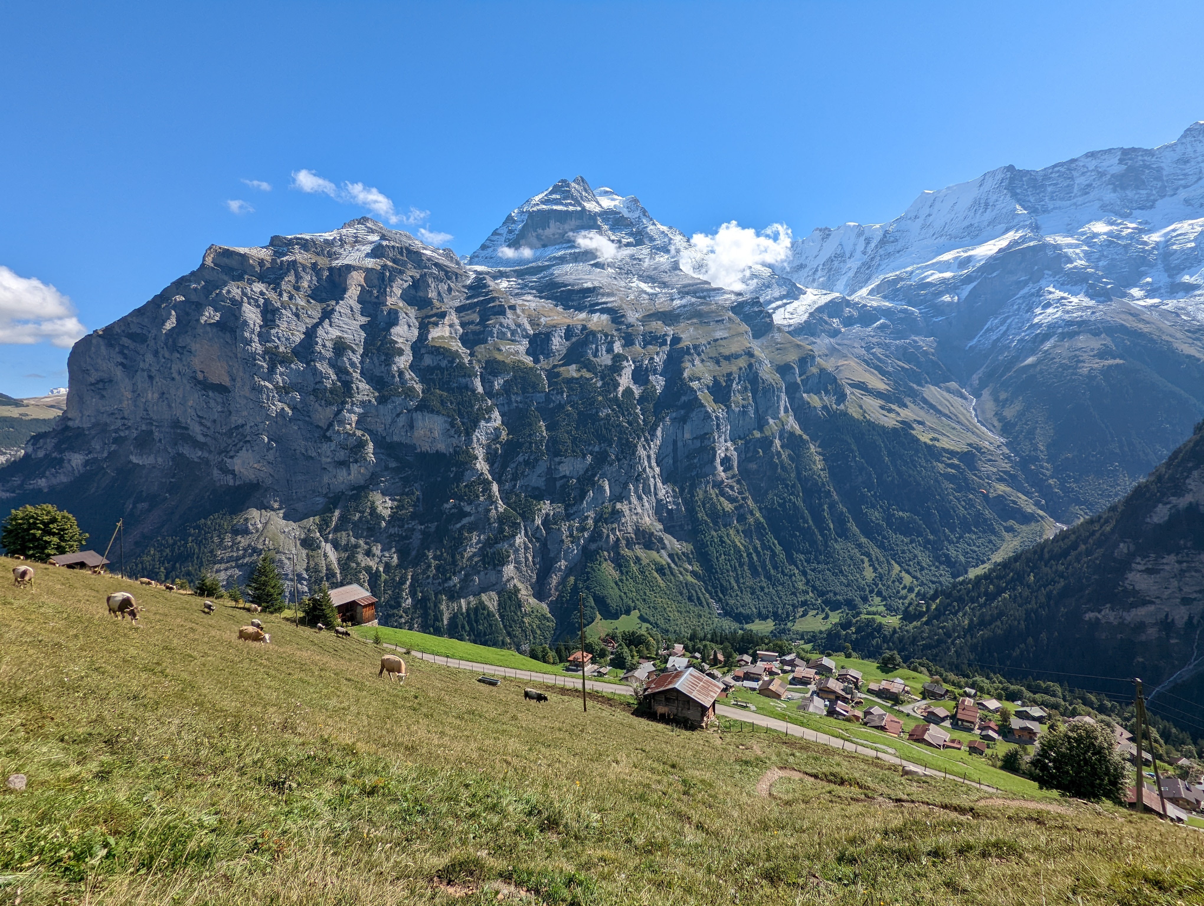 Jungfrau in back, Gimmelwald and cows in front