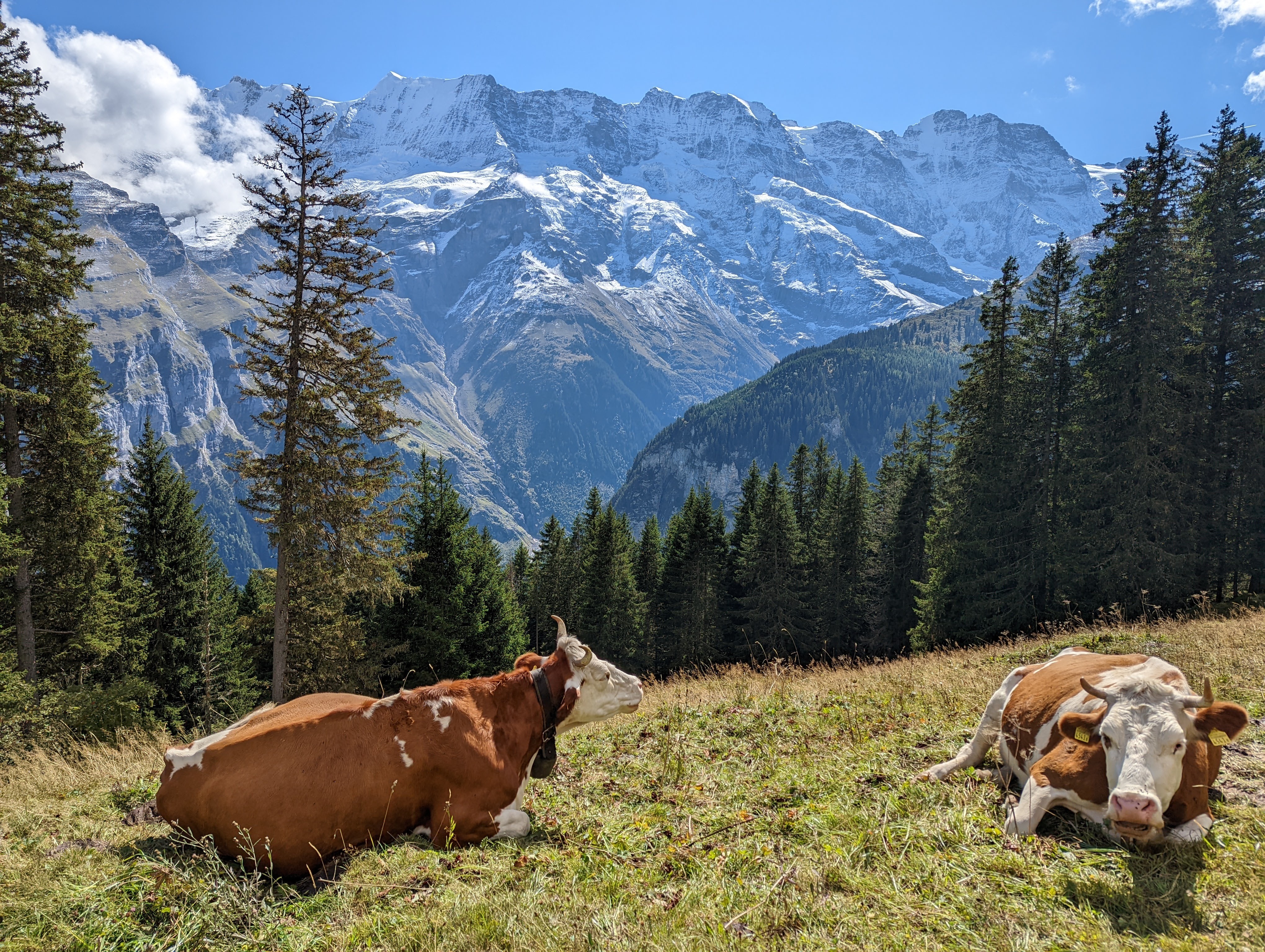 Cows sitting in field