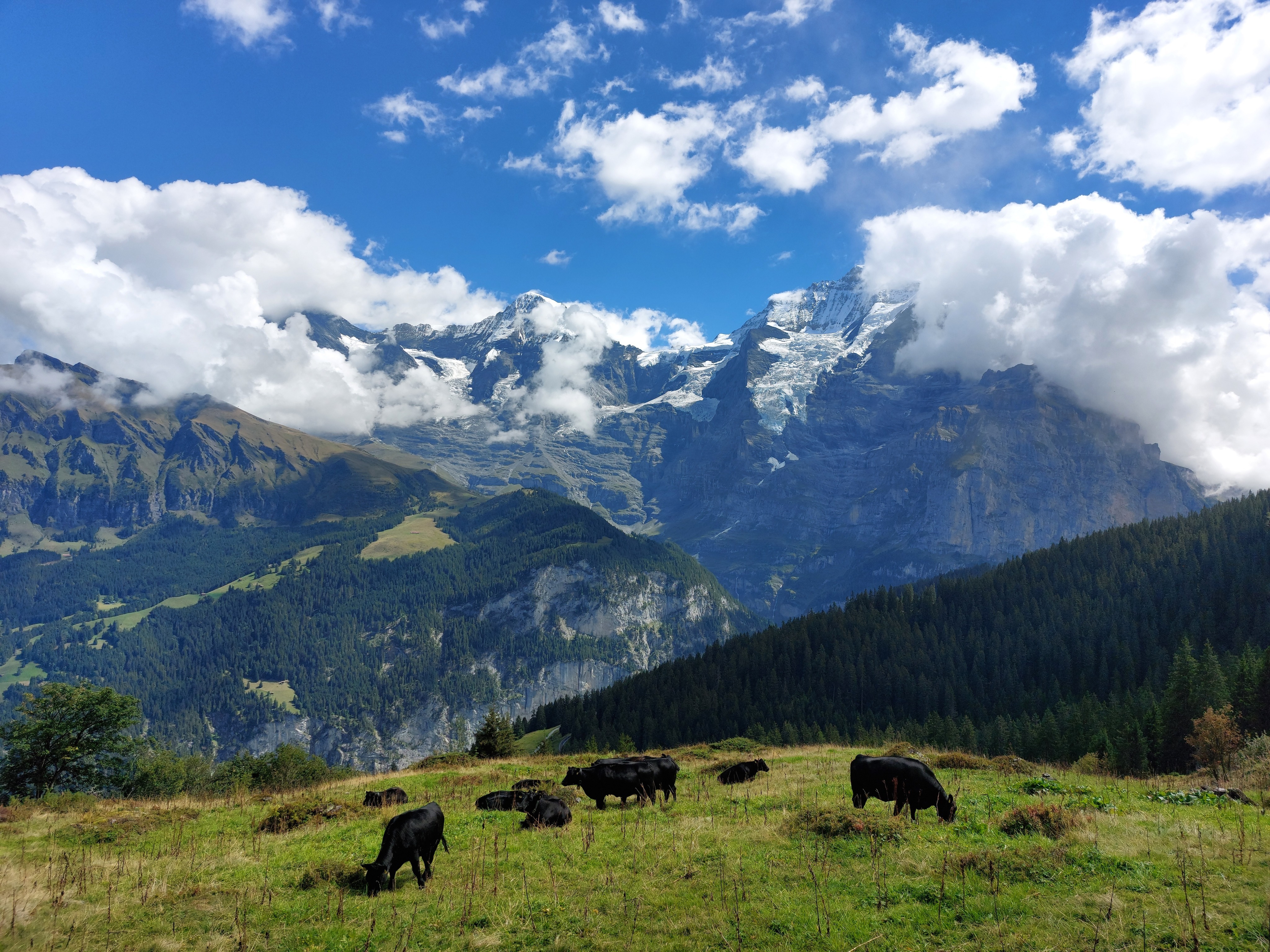 Cows in a field with the Jungfrau and Mönch in the background, the Eigergletscher visible below it