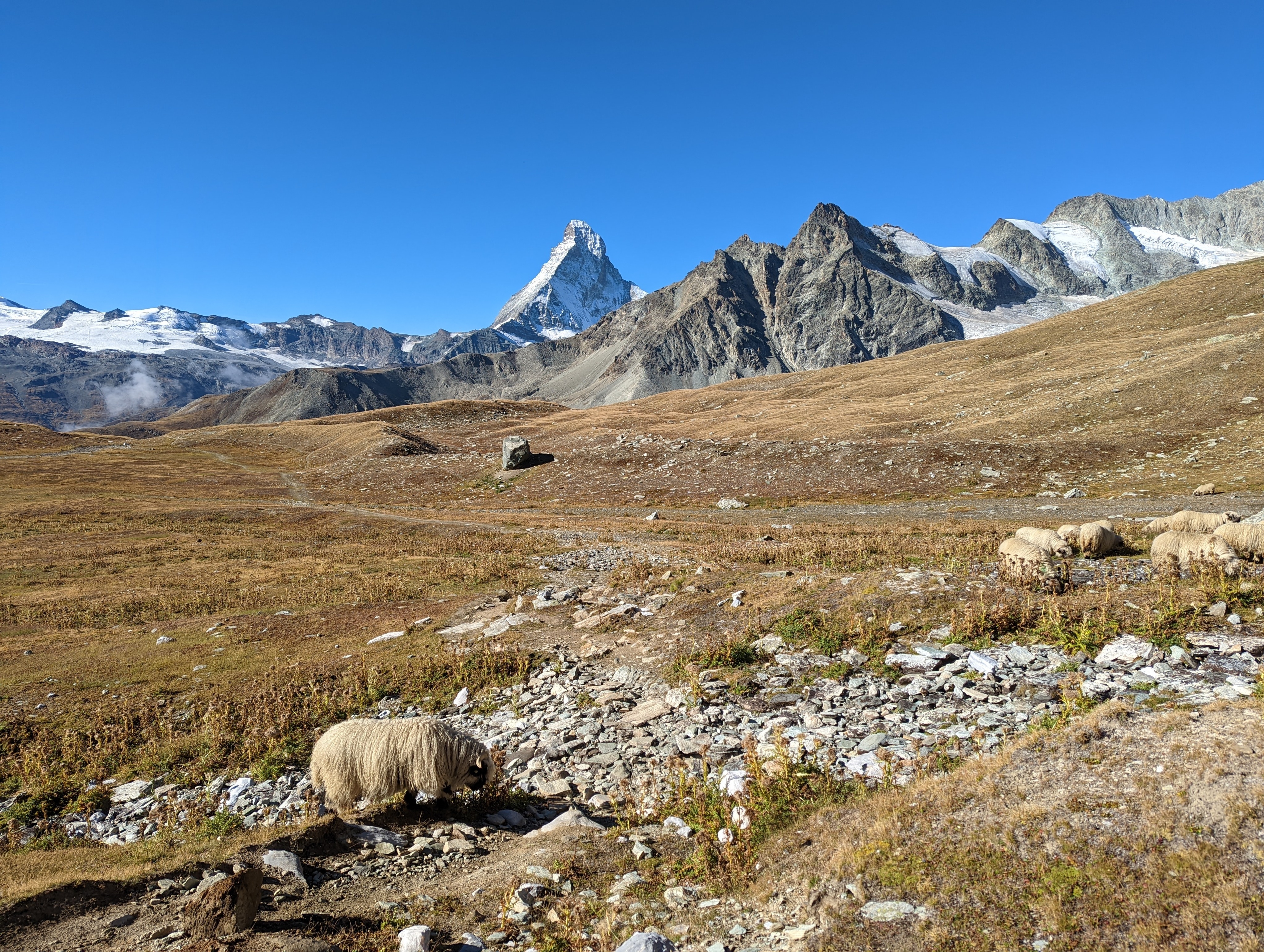 Valois Blacknose Sheep, Matterhorn in background