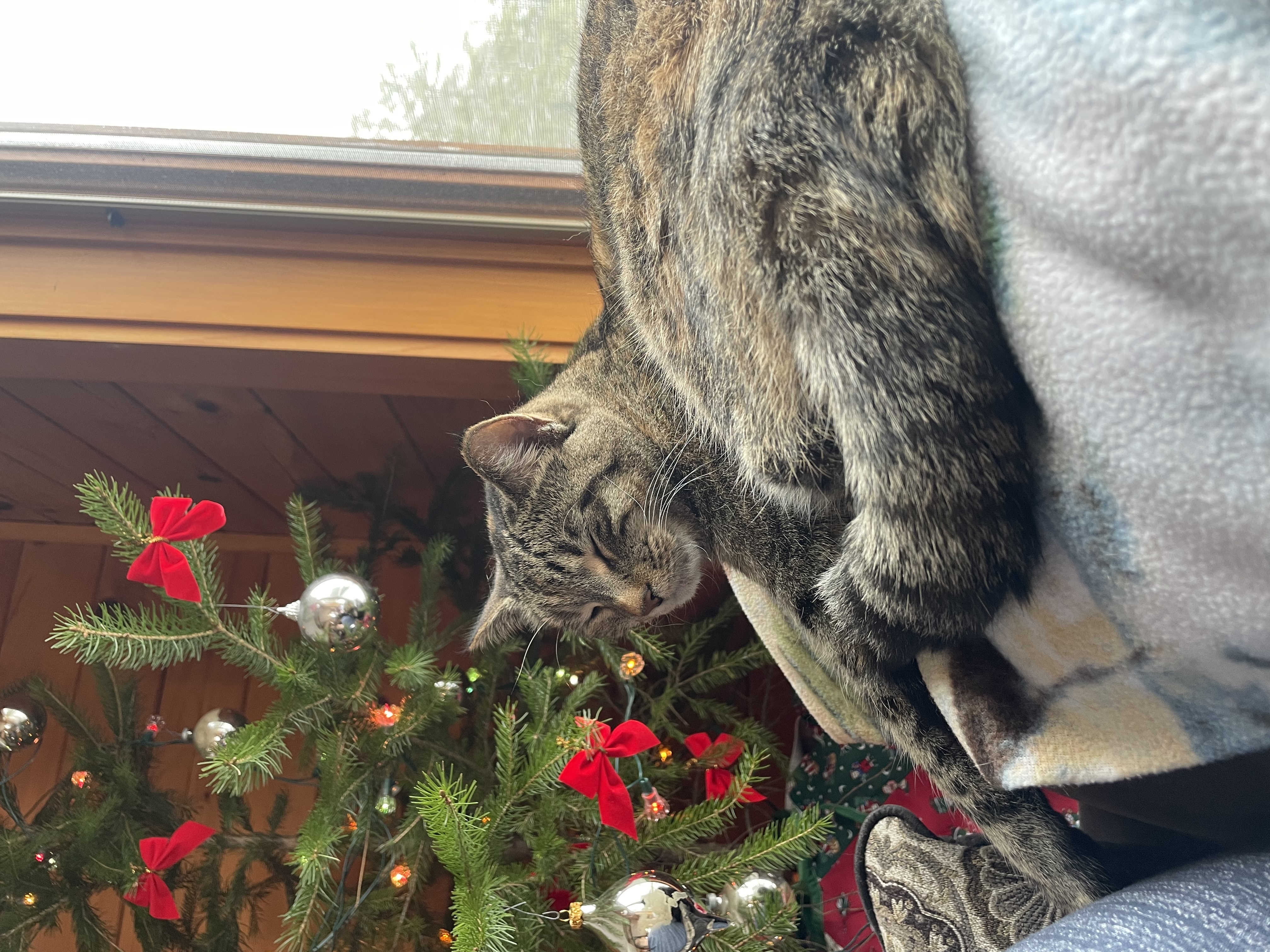 Cat in front of Christmas tree