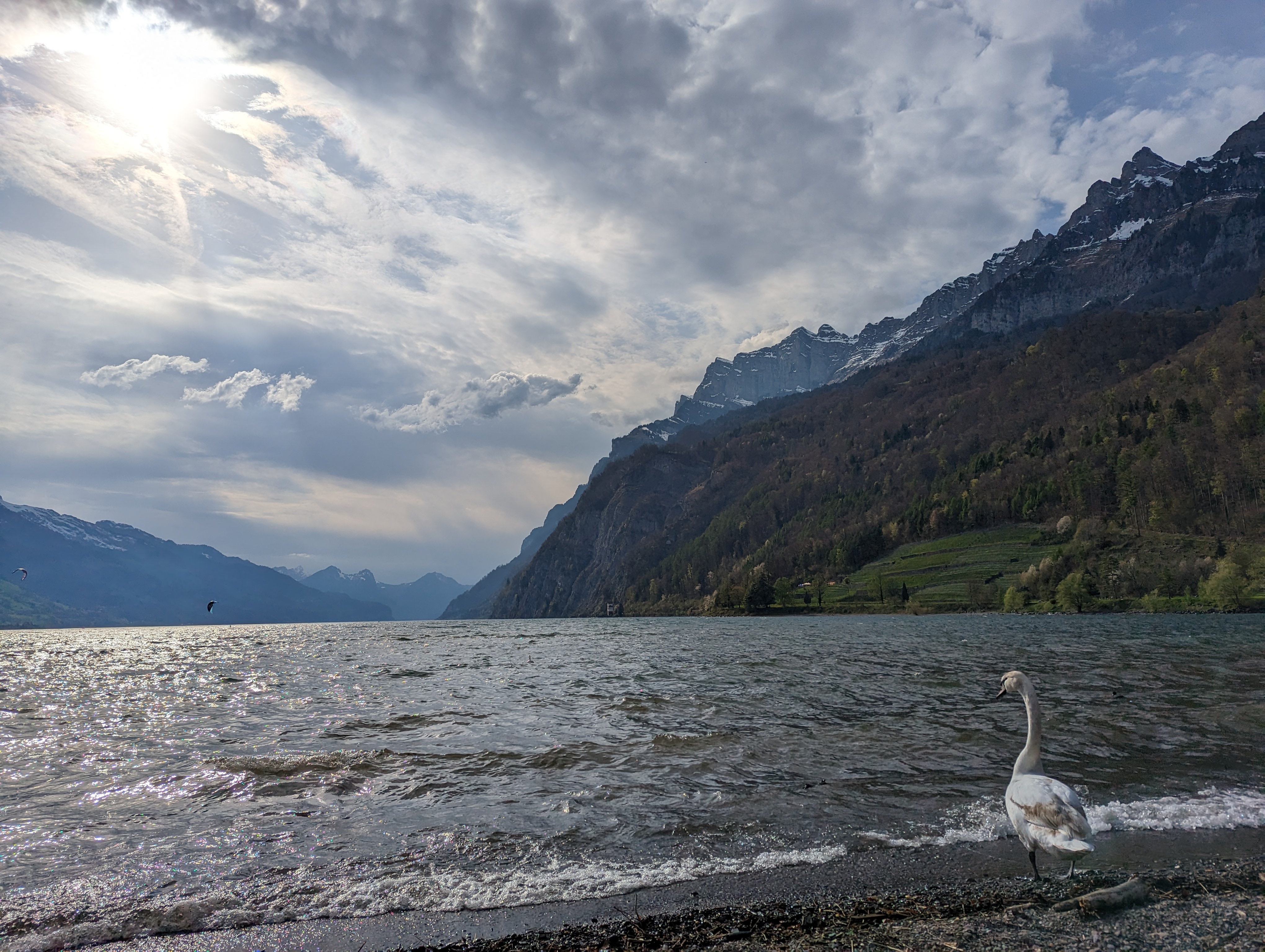Swan at edge of lake, mountains towering to the right