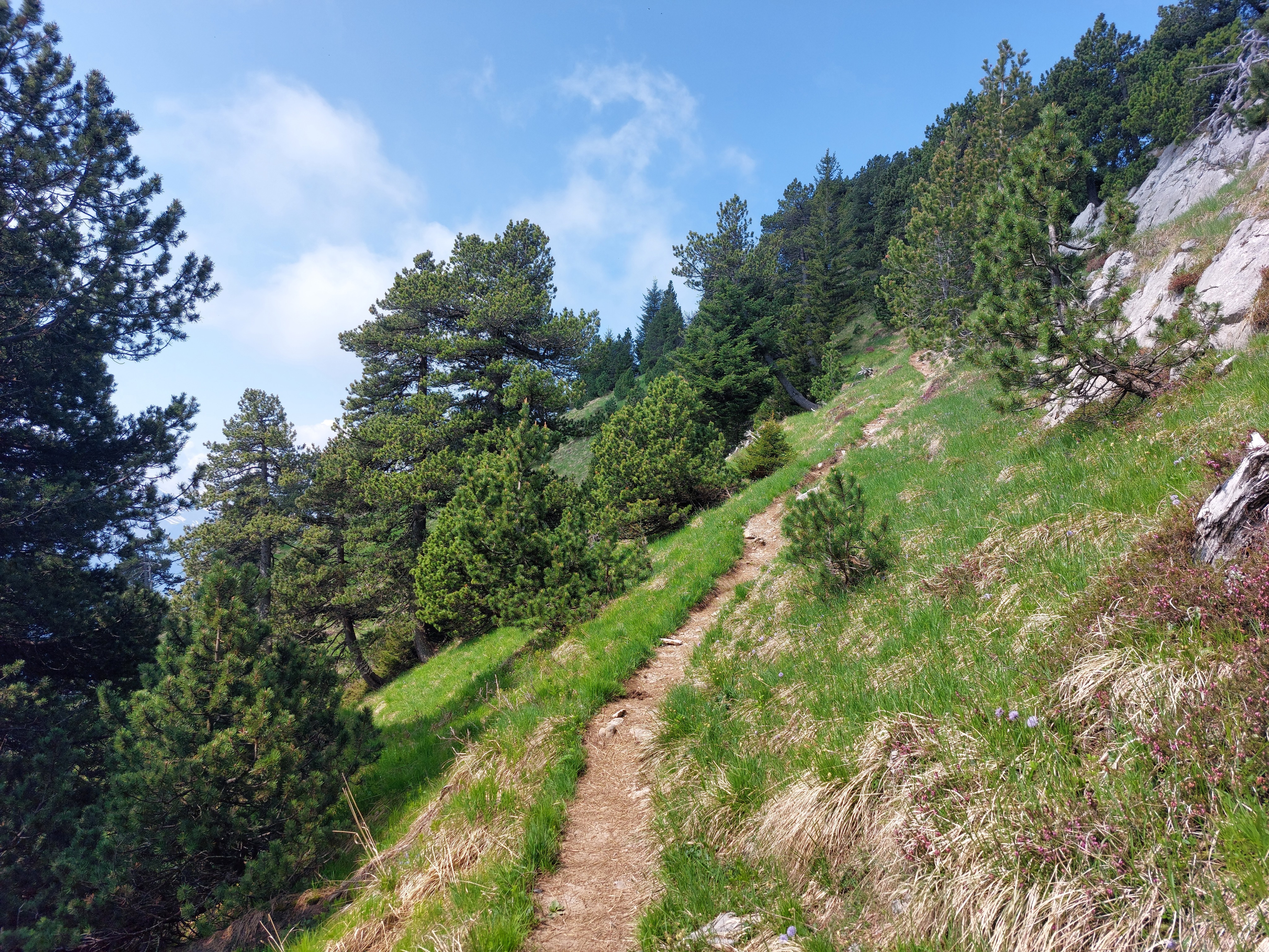 Trail cutting through pine trees