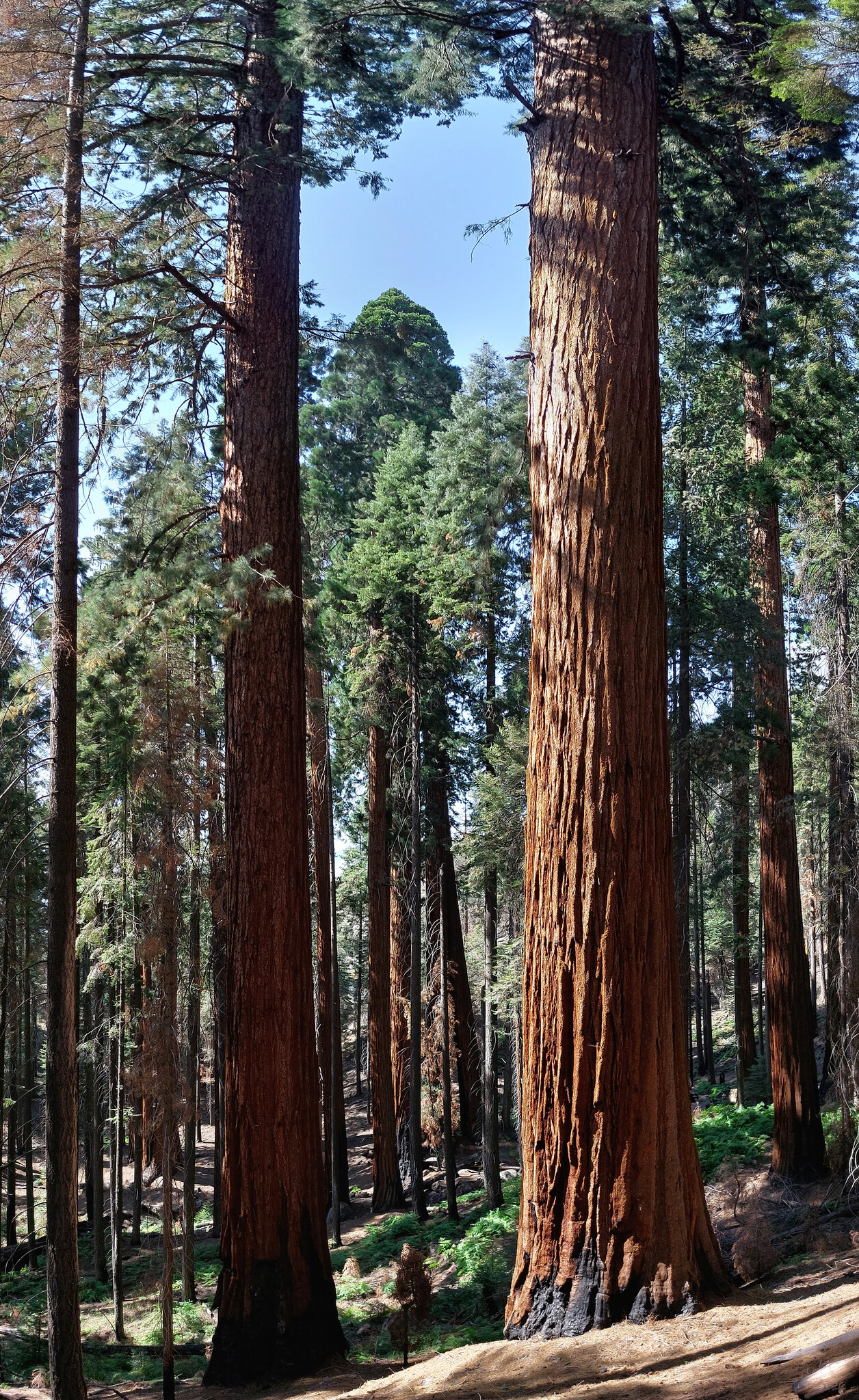 Redwood trees