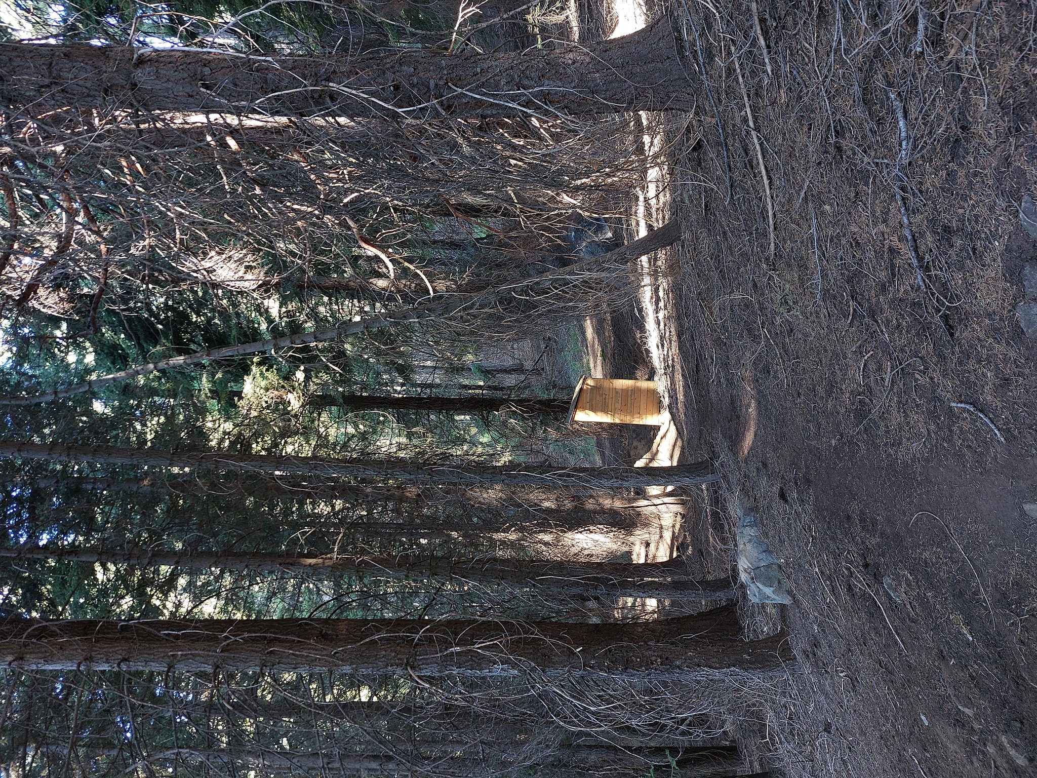 Outhouse in forest with light hitting it just right