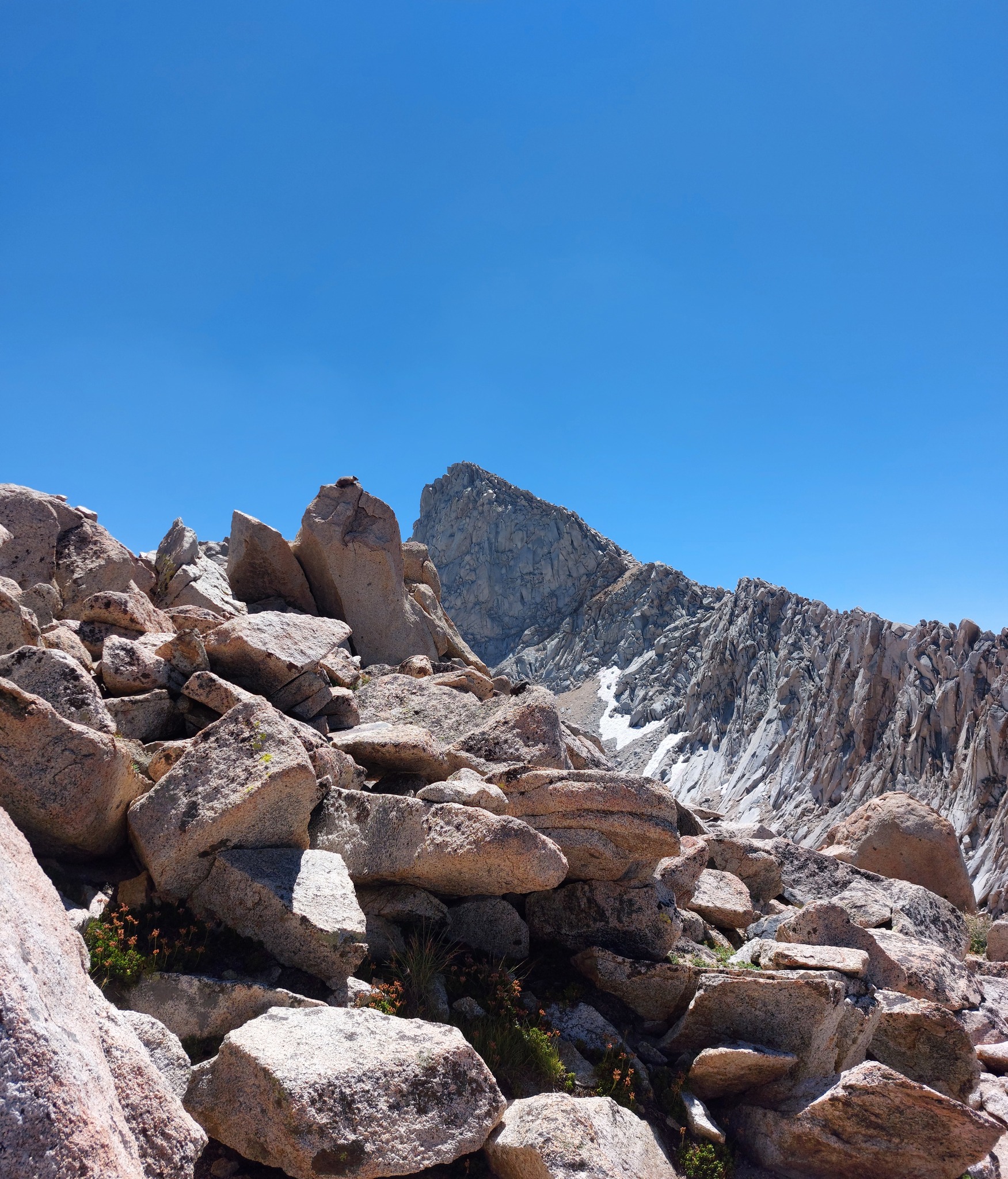 Marmot on rock in foreground, Sawtooth Peak in background