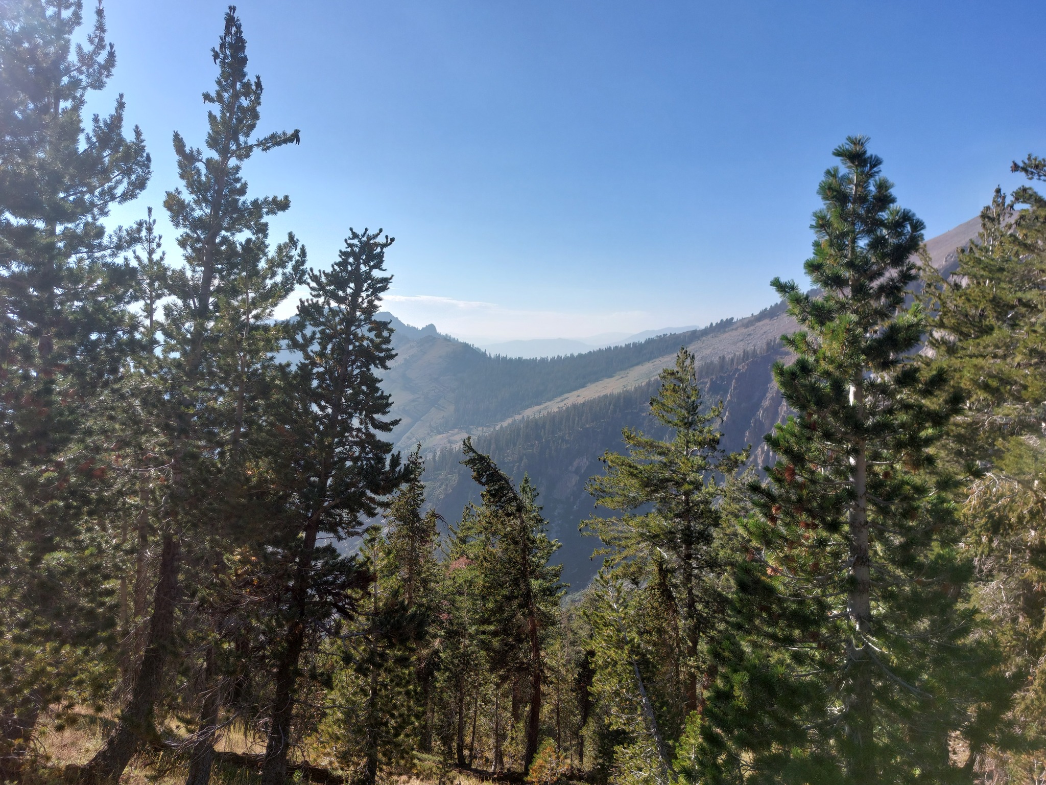 Timber Gap through trees